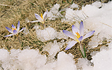 Ice-Flower
